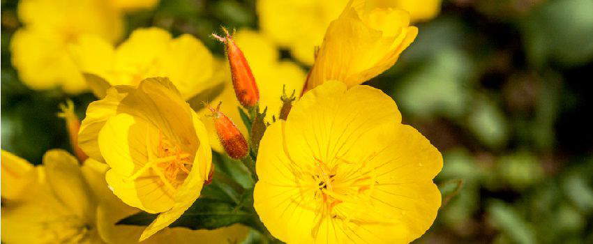 6-bonnes-raisons-dutiliser-de-lonagre-post