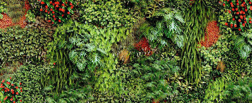 diy-realiser-mur-vegetal-post