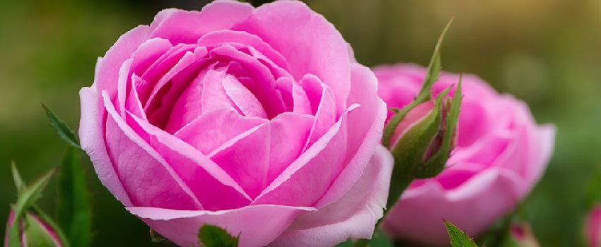 la-rose-de-damas-dans-tous-ses-etats-post
