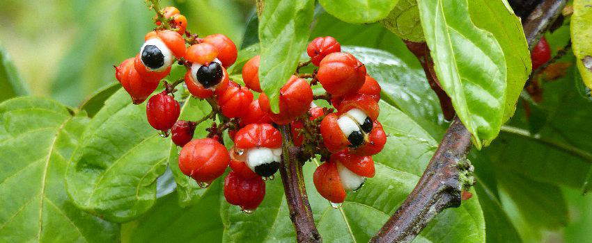 le-guarana-petite-baie-vertus-post