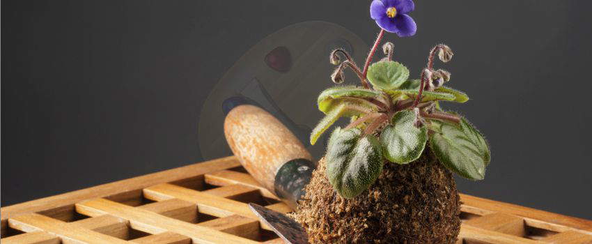 tendance-jardin-realisation-dun-kokedama-post